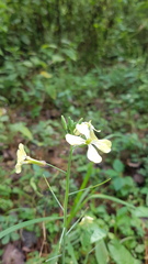 Raphanus raphanistrum