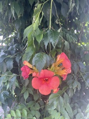 Campsis grandiflora