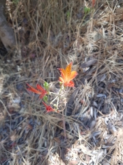 Alstroemeria ligtu