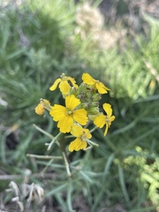 Erysimum suffrutescens