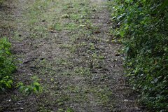 Turdus maculirostris