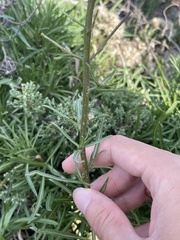 Erysimum suffrutescens