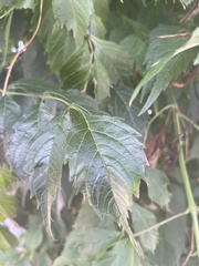Campsis grandiflora