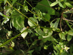 Halenia elliptica
