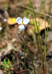 Sagittaria teres