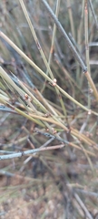 Ephedra aspera