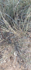 Ephedra aspera
