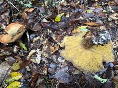Suillus fuscotomentosus