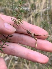 Acacia ulicifolia