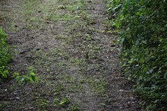 Turdus maculirostris