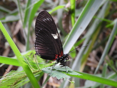 Heliconius doris