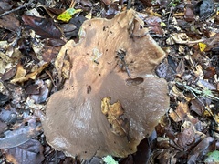 Suillus fuscotomentosus