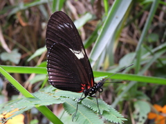 Heliconius doris