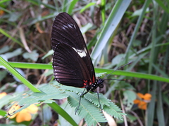Heliconius doris