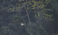 Pseudastur occidentalis