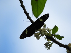 Heliconius doris