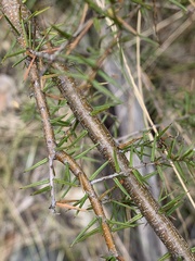 Acacia ulicifolia