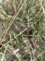 Acacia ulicifolia