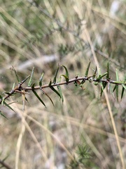 Acacia ulicifolia