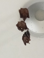 Cynopterus