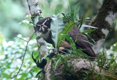 Pulsatrix perspicillata