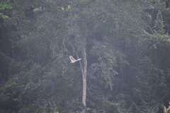 Pseudastur occidentalis