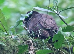 Pulsatrix perspicillata