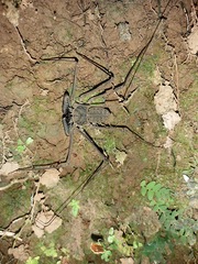 Paraphrynus laevifrons