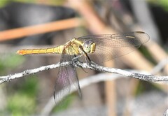 Orthetrum migratum