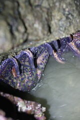 Pycnopodia helianthoides