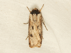 Agrotis malefida