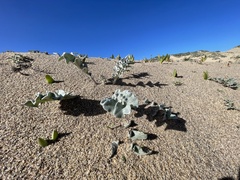 Cirsium rhothophilum