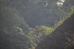 Pseudastur occidentalis