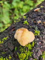 Naematelia encephala