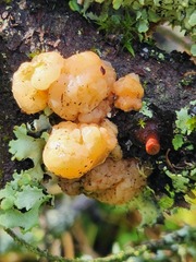 Naematelia encephala