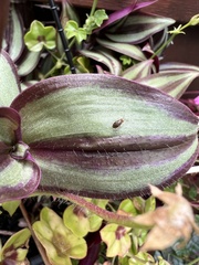 Steganopsis melanogaster