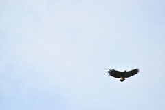 Pseudastur occidentalis