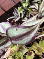 Steganopsis melanogaster