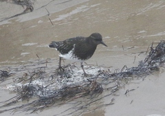 Arenaria melanocephala