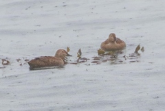 Somateria spectabilis