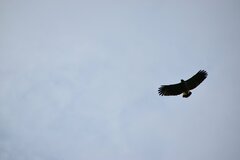 Pseudastur occidentalis