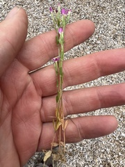 Centaurium tenuiflorum