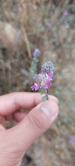 Dalea pulchra