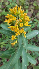 Cestrum aurantiacum