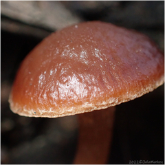 Tubariaceae