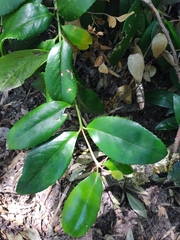 Laureliopsis philippiana