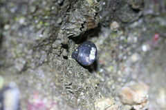 Hemithiris psittacea