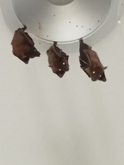 Cynopterus