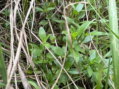 Opercularia ovata