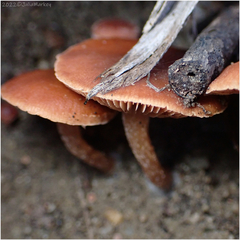Tubariaceae